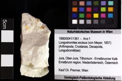 Foto (Objket + Etiketten) von Longodromites excisus (von Meyer, 1857) 